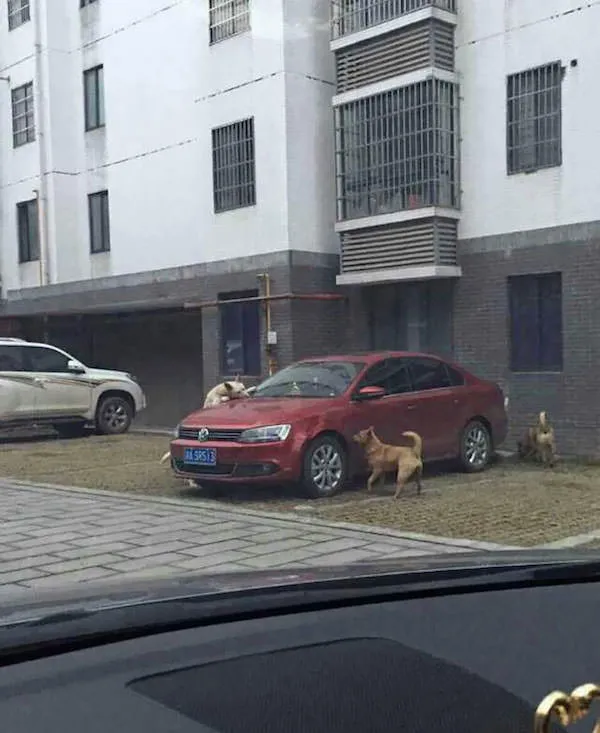 Revanche chien 2
