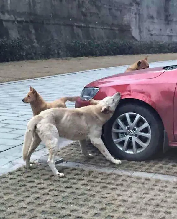 Revanche chien 4