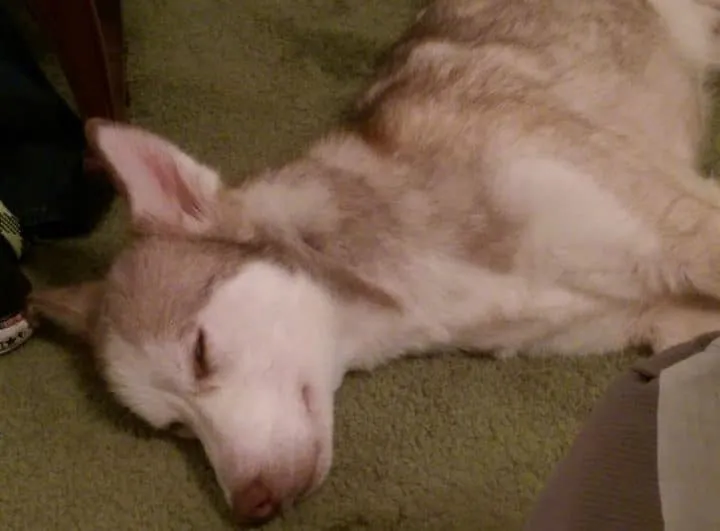Un couple recueille un chien 14