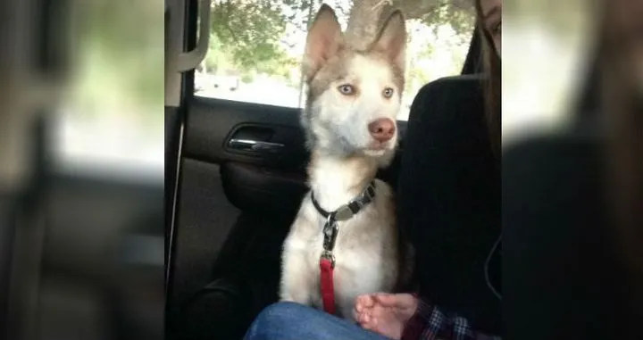 Un couple recueille un chien 15