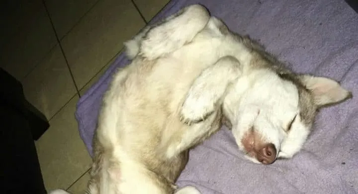 Un couple recueille un chien 16