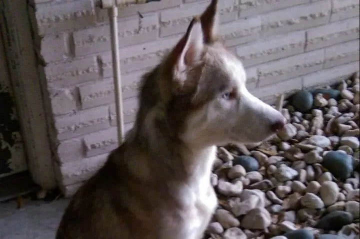 Un couple recueille un chien 17