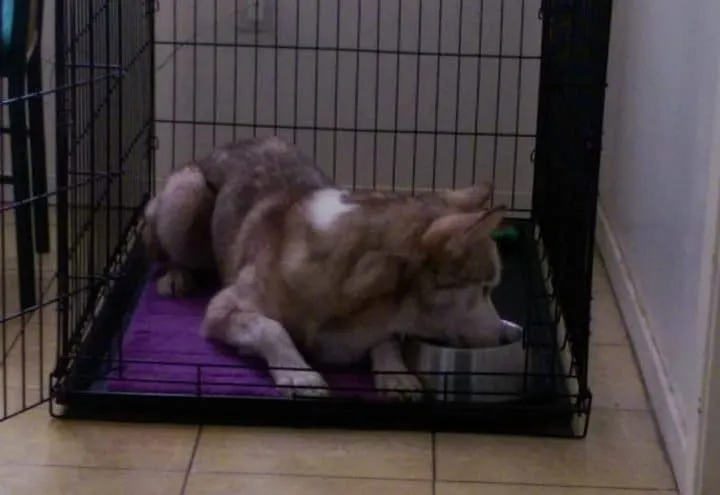 Un couple recueille un chien 18