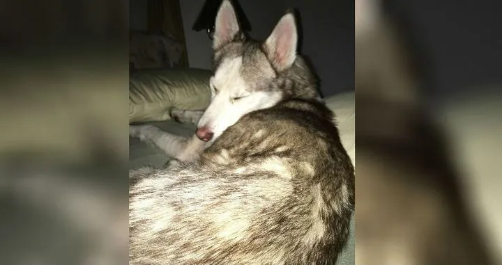 Un couple recueille un chien 19
