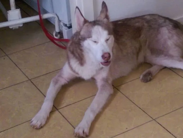 Un couple recueille un chien 20