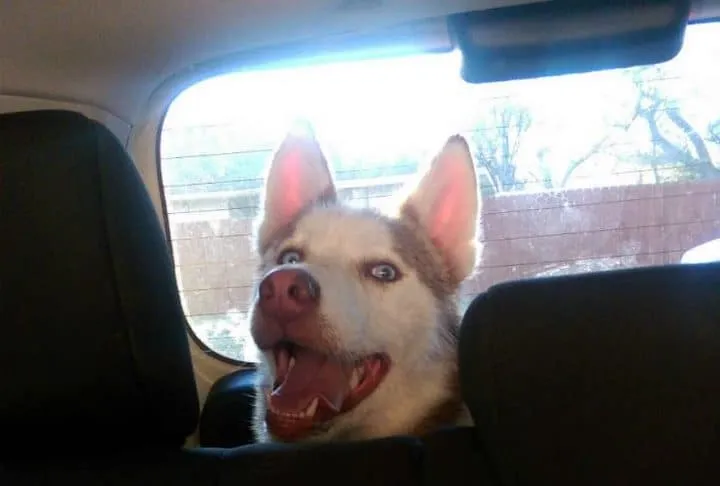 Un couple recueille un chien 21