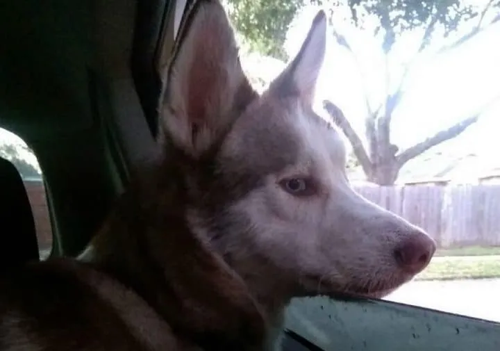 Un couple recueille un chien 22