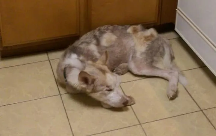 Un couple recueille un chien 06
