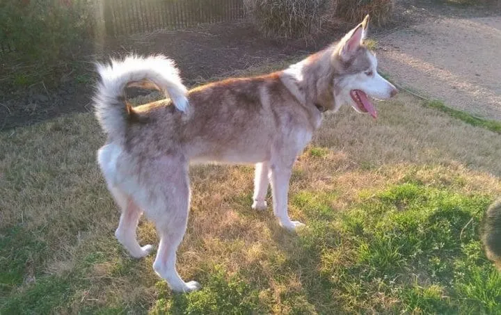 Un couple recueille un chien 24