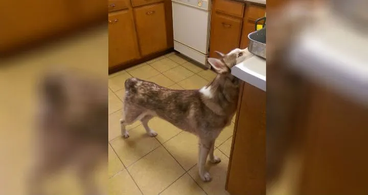 Un couple recueille un chien 25