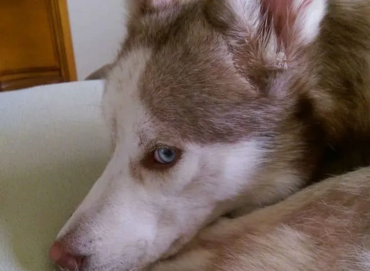 Un couple recueille un chien 26