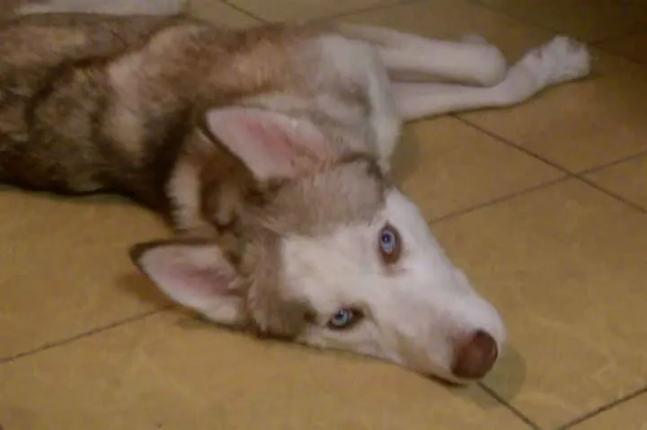 Un couple recueille un chien 27