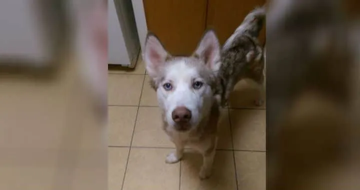 Un couple recueille un chien 07