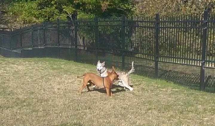 Un couple recueille un chien 11