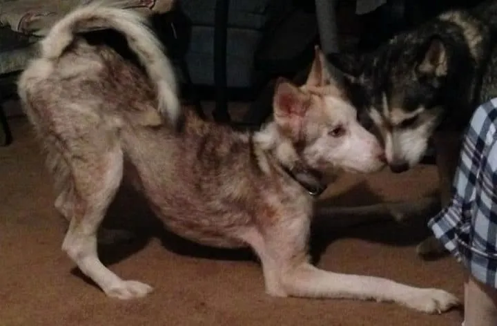 Un couple recueille un chien 13