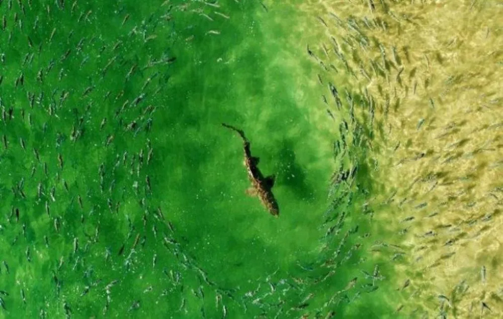 Un drone capture ce que 25