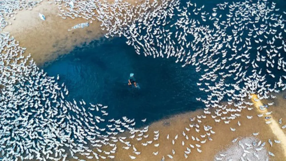 Un drone capture ce que 34