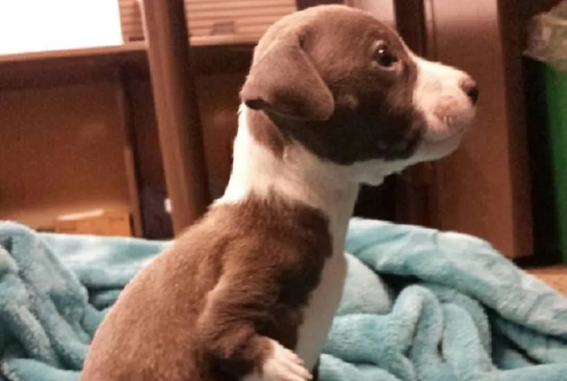 Un garçon choisit d’adopter un chiot malformé. La raison de son geste ? J’en ai encore la larme à l’oeil.