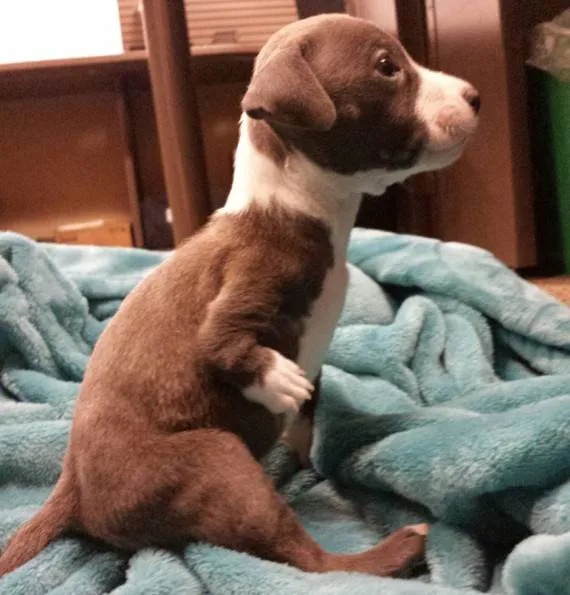 Un_garçon_recueille_un_chiot-02