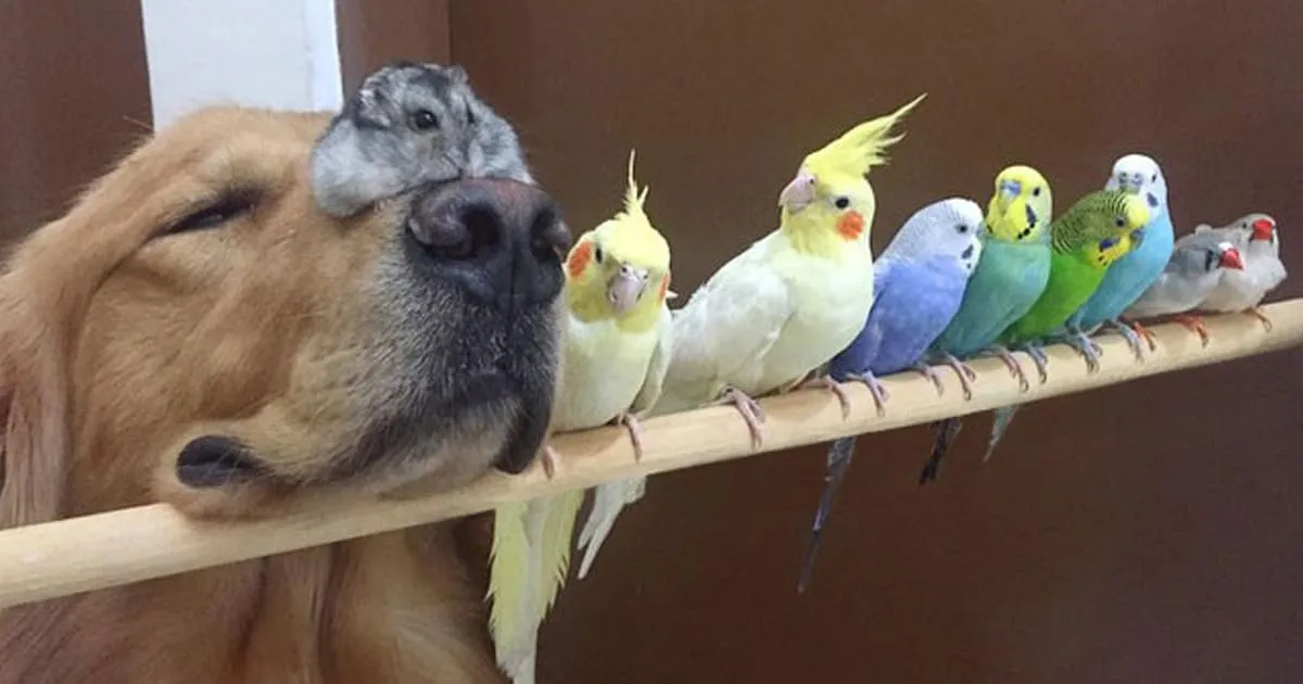 Un Golden Retriever, 8 oiseaux et 1 hamster forment une bande de copains des plus inhabituelles !