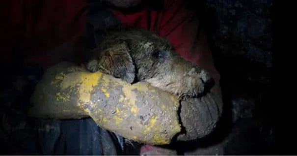 Un groupe de spéléologues a réussi à extirper ce chien bloqué 8 jours dans un terrier. Un incroyable sauvetage!