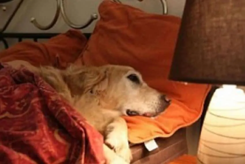 Un homme demande à un hôtel s’il a le droit d’y amener son chien. La réponse de l’hôtel est IMPAYABLE !