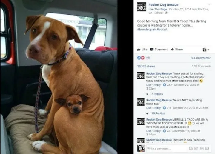 Un homme est venu adopter une femelle 11