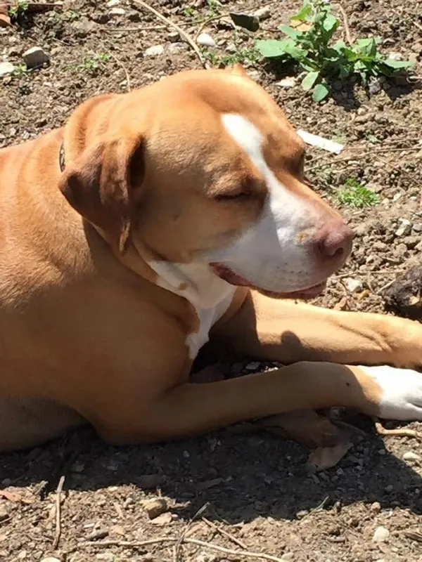 Un homme est venu adopter une femelle 03