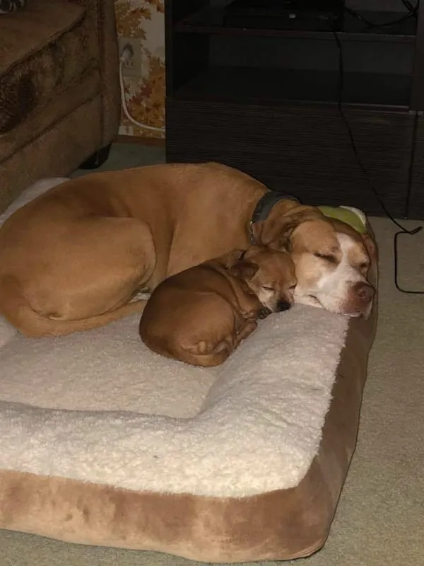 Un homme est venu adopter une femelle 39