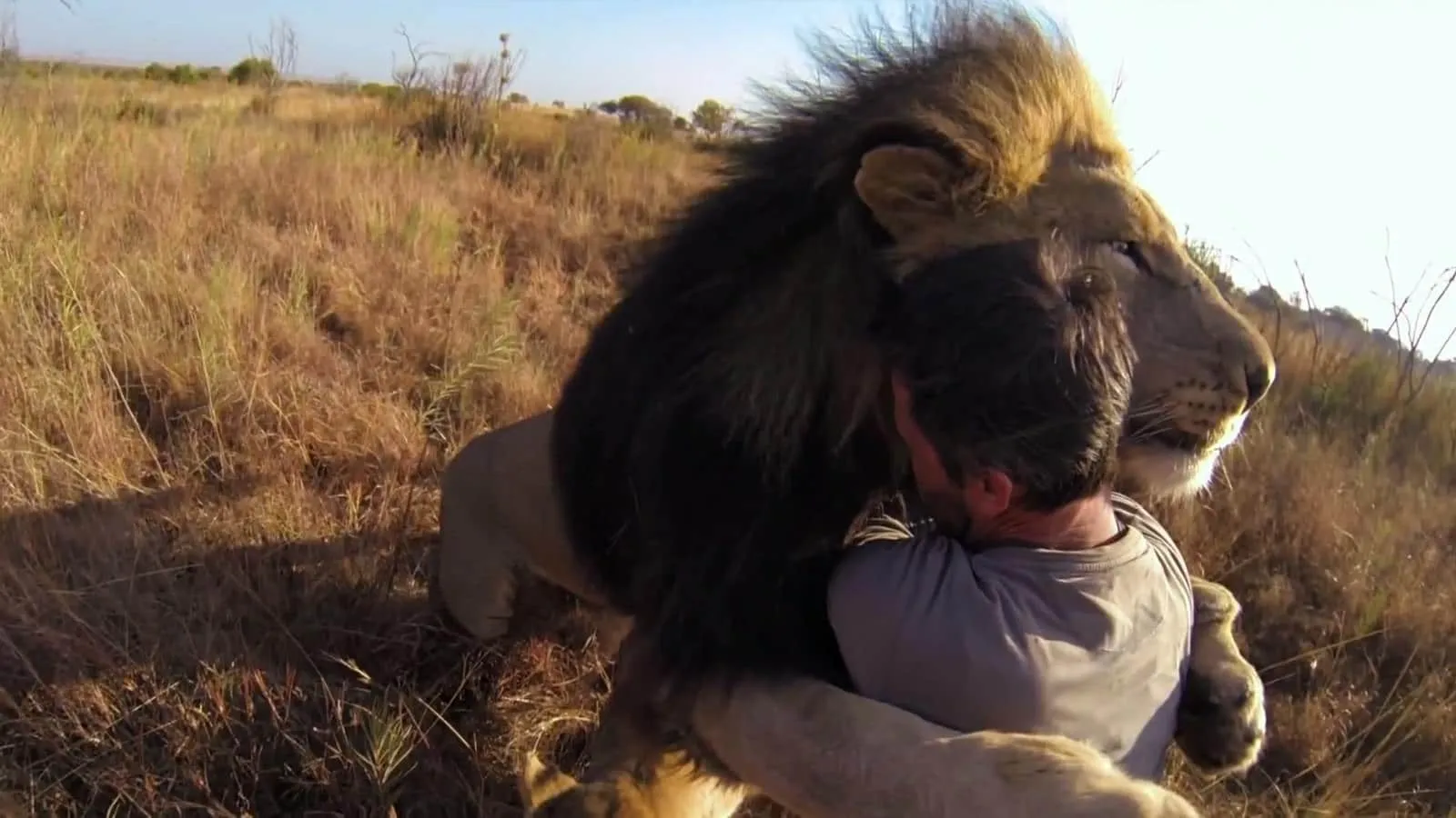Homme lion calin 3