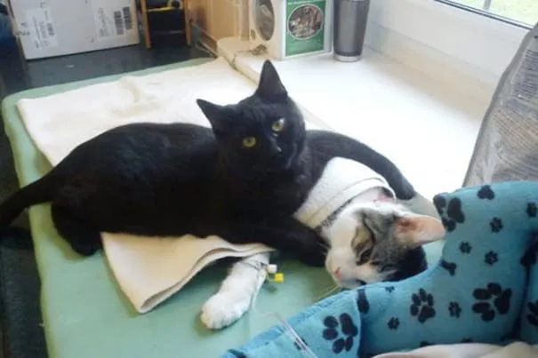 Chat infirmier 1