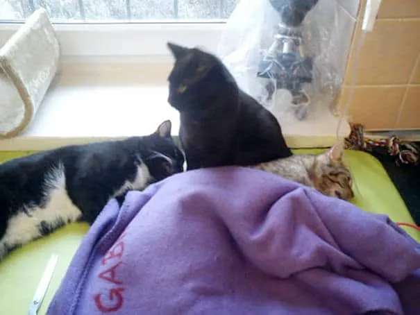Chat infirmier 6