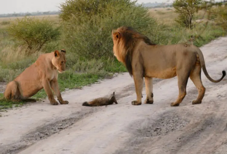 Un lion et une lionne rencontrent un renard blessé. Que fait alors la lionne? Les experts en animaux en sont CHOQUÉS