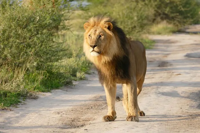 121415-Lion-Lioness-Walk-Up-To-An-Injured-Fox-1