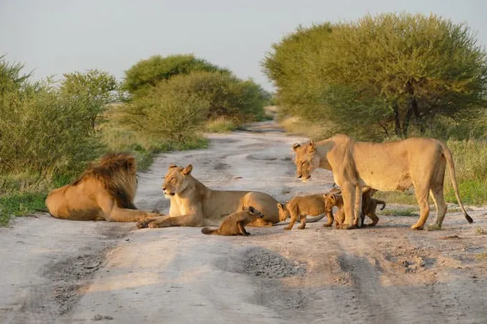 121415-Lion-Lioness-Walk-Up-To-An-Injured-Fox-2