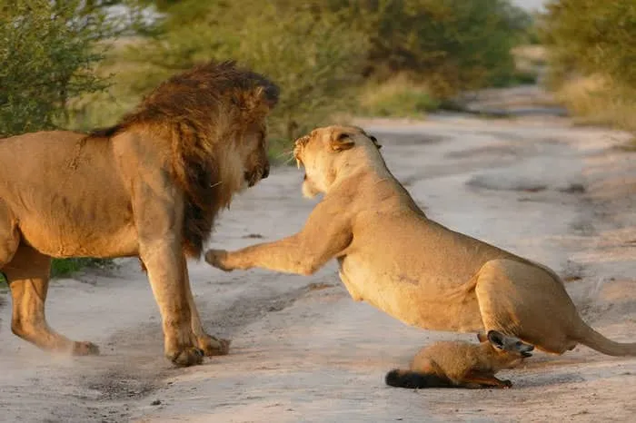 121415-Lion-Lioness-Walk-Up-To-An-Injured-Fox-3