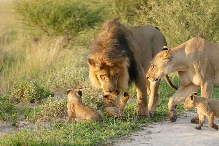 121415-Lion-Lioness-Walk-Up-To-An-Injured-Fox-4
