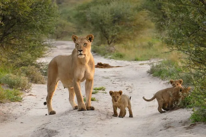 121415-Lion-Lioness-Walk-Up-To-An-Injured-Fox-5