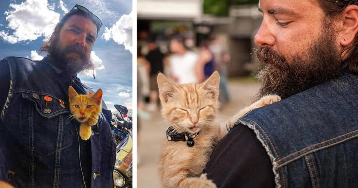 Un motard sauve un chaton brûlé dans un incendie, et continue son voyage à travers le pays en sa compagnie.
