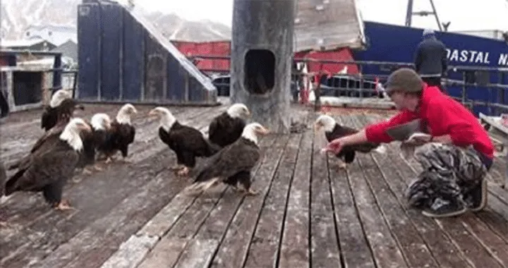 Un pêcheur nourrit un grand groupe d’aigles chauves, puis la caméra se tourne vers la gauche…
