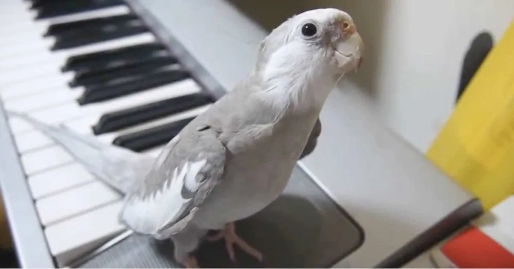 Un petit oiseau est silencieusement assis au bord d’un clavier, mais lorsqu’il entend la musique ? Magnifique !