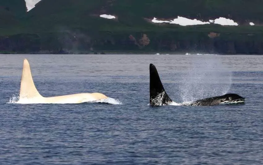 Facebook / Russian Orcas (FEROP)