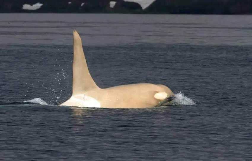 Facebook / Russian Orcas (FEROP)