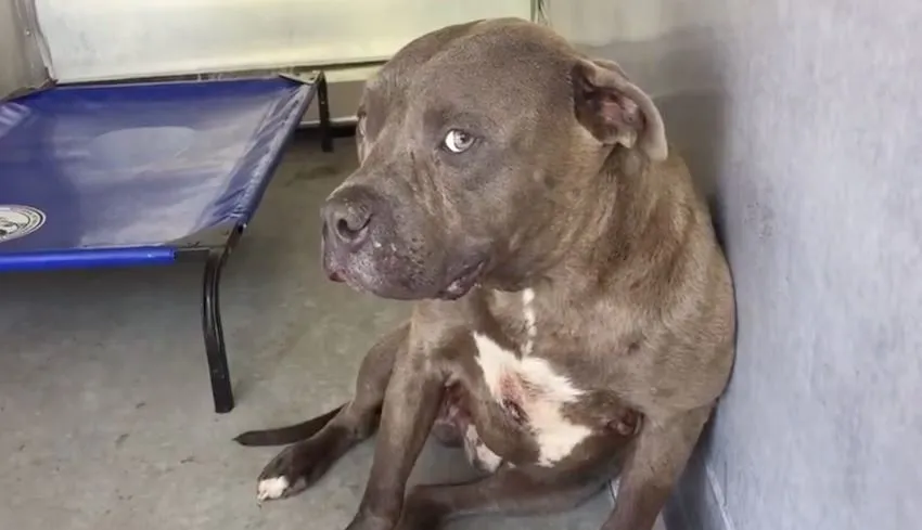 Un pitbull dressé pour le combat découvre, pour la première fois de sa vie, ce qu’est l’amour d’un être humain. Ne manquez surtout pas sa réaction.