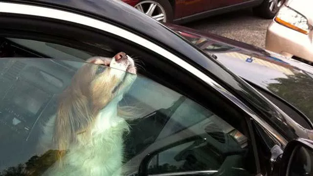 Un policier oblige une femme à rester enfermée dans une voiture en plein soleil après qu’elle ait laissé son chien à l’intérieur.