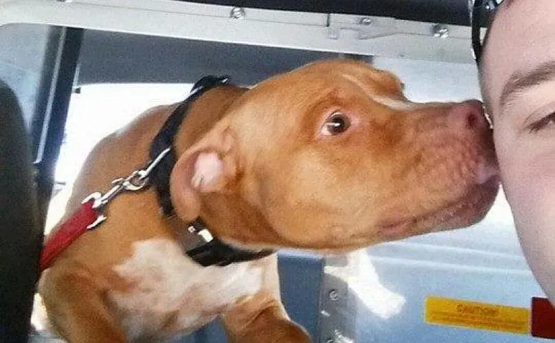 Un policier sauve un pitbull abandonné dans la neige, et prend le meilleur selfie de tous les temps