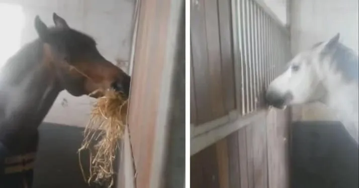 Un propriétaire a été surpris de voir son cheval manger très prêt du mur, jusqu’à ce qu’il réalise qu’il partageait son foin avec un ami.