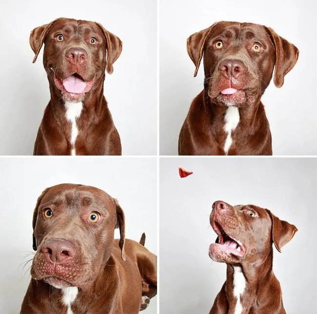 Chiens photomaton 3