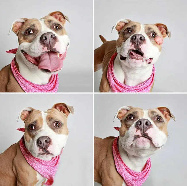 Chiens photomaton 13