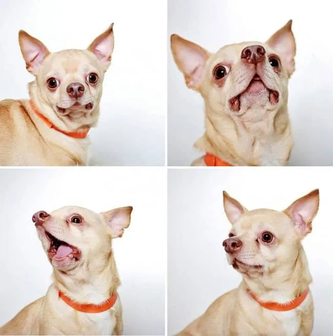 Chiens photomaton 4